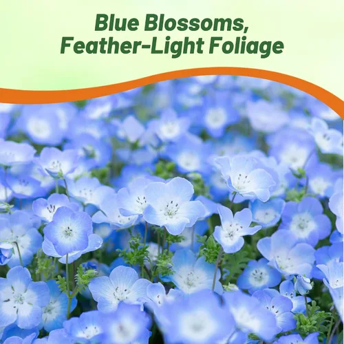 Vista 7 de Outsidepride Nemophila Baby Blue Eyes - Semillas anuales de flores silvestres de crecimiento rápido, resistentes y autosembradas para plantar flores