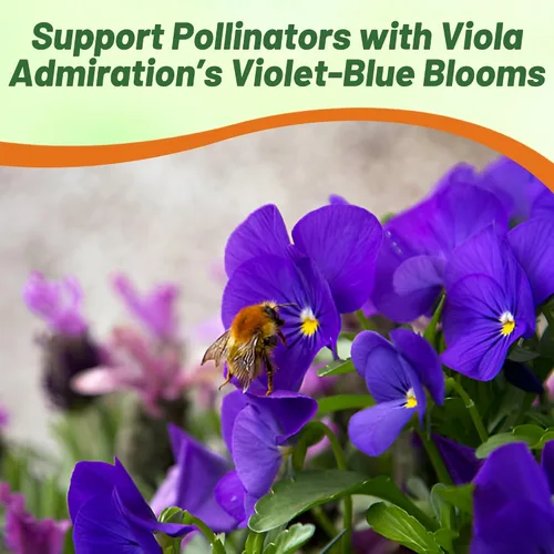 Vista 7 de Outsidepride Admiration Viola - Semillas de pensamiento para plantar, 1000 unidades. Flores perennes, resistentes al frío y aptas para polinizadores