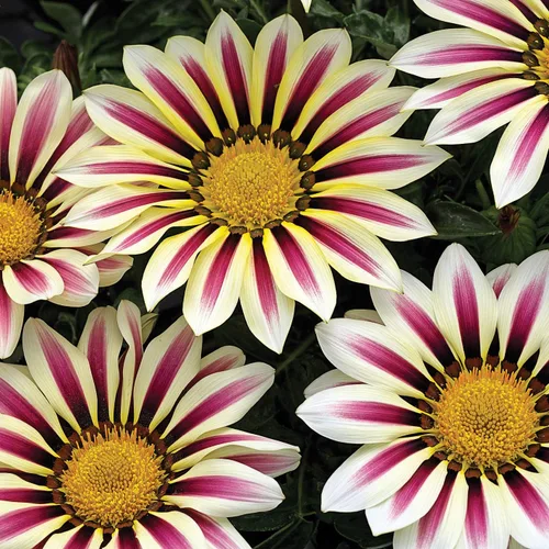 Vista 7 de Outsidepride White Flame Gazania Semillas para plantar – 50 piezas de semillas perennes, de bajo mantenimiento, tolerantes a la sequía para flores