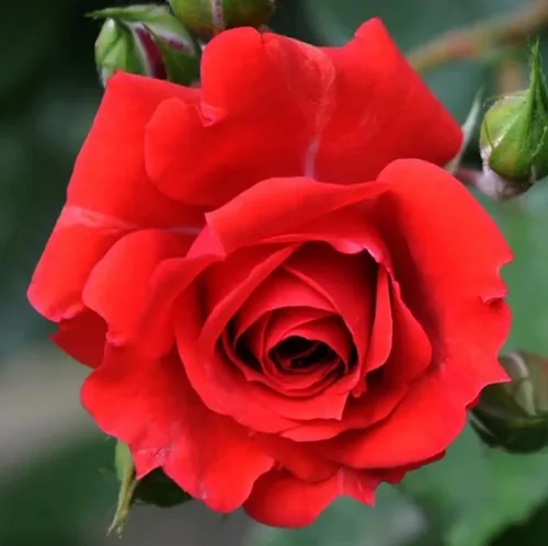 Vista 7 de 100 piezas de semillas de rosas mixtas exuberantes flores perennes arbusto rosa semillas de flores reliquia