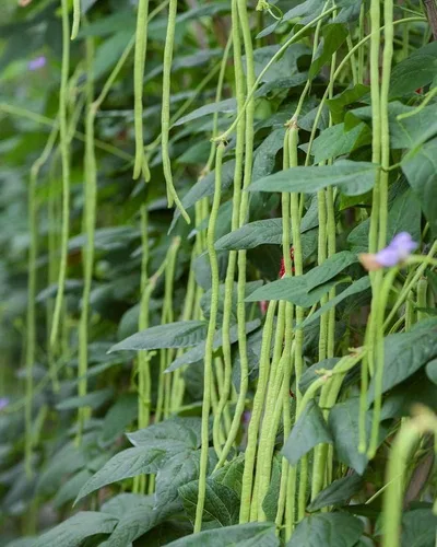 Vista 8 de Semillas de frijoles largos para plantar, 1.06 oz, aproximadamente 120 semillas de vegetales asiáticos, frijoles chinos de yardas, una alternativa