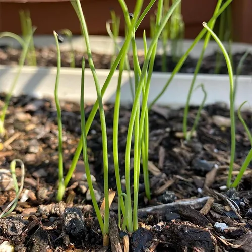 Vista 6 de Seed Needs Semillas de cebolla para plantar cebollas amarillas dulces españolas de día largo – Semillas de verduras sin OMG y sin tratar