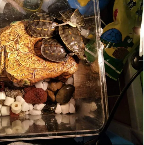 Vista 6 de Bombillas de calor UVA+UVB de 75 W para reptiles y anfibios, lámpara de calefacción de tortuga, base E26, bombilla solar de espectro completo