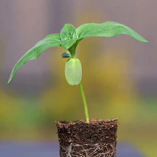 Vista 8 de Seed Needs - Semillas de girasol para plantar Mammoth Grey Stripe - Paquete a granel de 1.5 onzas