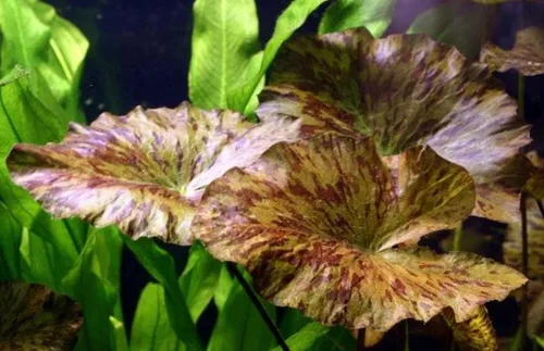 Vista 2 de Marcus Fish Tanks - 3X Tiger Lotus Lily Nymphaea Lotus - Plantas de acuario vivas - Planta acuática de agua dulce