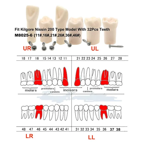 Vista 6 de Modelo de estudio de dientes de práctica de Typodont dental, modelo de estudio, dientes de repuesto individual, enseñanza de estudiantes