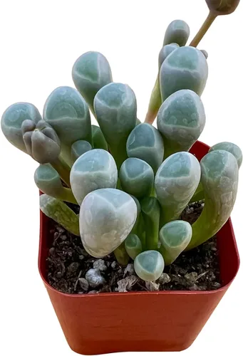 Vista 2 de Sprout N Green Baby Toes Suculent, Live Fenestraria Rhopalophylla Plant Totalmente enraizada en maceta de 2 pulgadas con mezcla de tierra