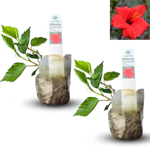 Vista 41 de Plantas de aloe coral (Aloe striata) - Suculenta viva con llamativos bordes rosados y hojas lisas y planas para jardinería en interiores