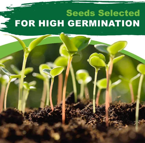 Vista 3 de TKE Farms & Gardens - Semillas de orégano para plantar, más de 3000 semillas de reliquia sin OMG, 500 mg, hierba perenne polinizada abierta