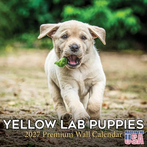 Vista 220 de Calendario de Lebrel Afgano 2025 2026, calendario mensual de pared de raza canina, 12" x 18" abierto, papel grueso sin traspaso, ideal para regalo