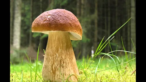 Vista 7 de Semillas Porcini Mushroom King Bolete Mycelium Spawn Kit de esporas secas para plantar sin OMG