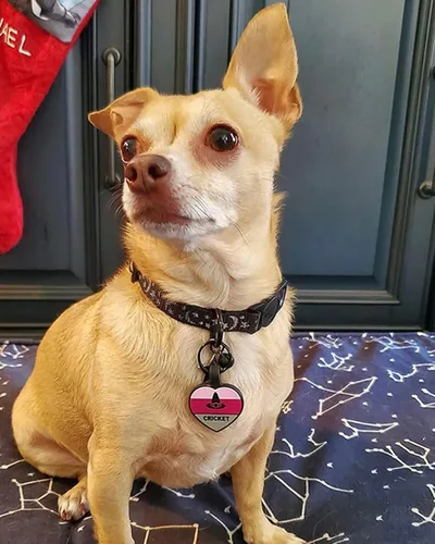 Vista 6 de Placa de identificación silenciosa personalizada con 5 líneas de identificación de mascotas de silicona duradera y grabada profundamente, diseño