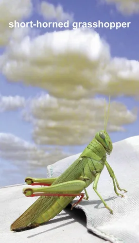 Vista 8 de Tarjetas flash de insectos con datos divertidos