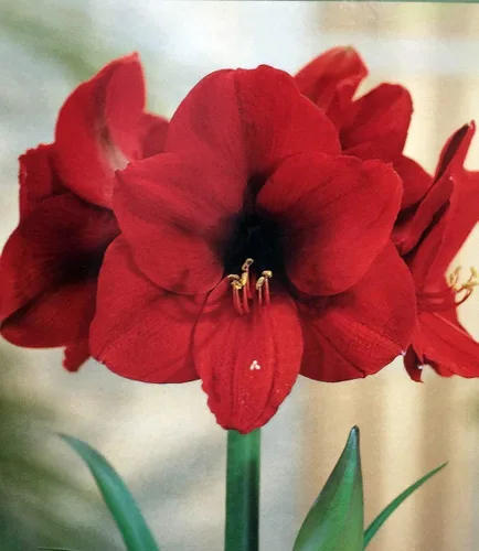 Vista 2 de Kit de cultivo de amarilis Red Lion - Gran regalo! - Bulb/Maceta/Suelo