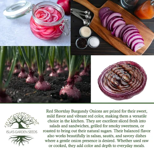 Vista 6 de Semillas de cebolla de color burdeos Red Shortday – Más de 300 semillas tradicionales sin OMG de Isla's Garden Seeds, sabor dulce y suave, ideal