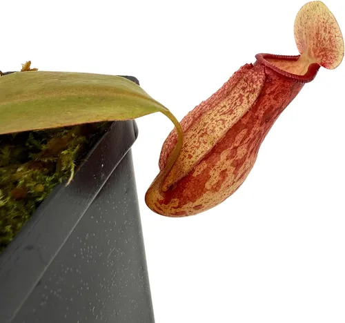 Vista 5 de Planta de jarra tropical - Nepenthes Gaya - Planta carnívora, L