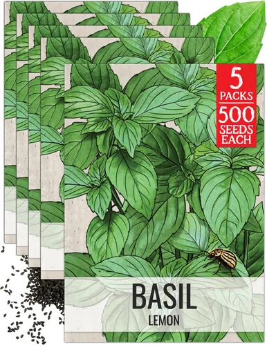 Vista 42 de Seed Needs Semillas de albahaca italiana para plantar hierbas tradicionales sin OMG, 1 paquete