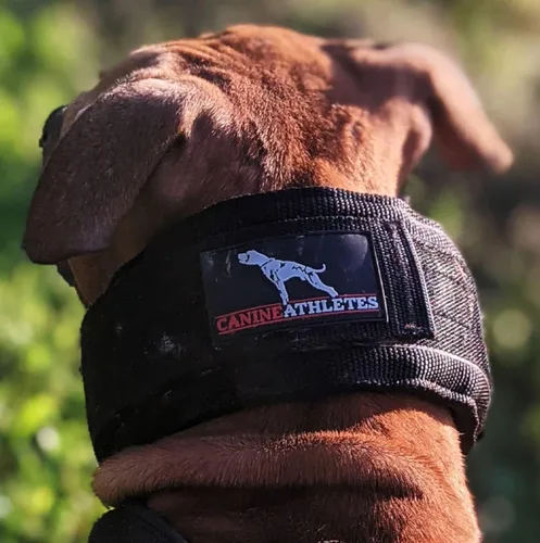 Vista 5 de CANINE ATHLETES Collar para perro de trabajo con peso Elite-HD de 3 pulgadas (3 libras, negro)