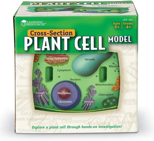 Vista 2 de Learning Resources Modelo de células vegetales de sección transversal, anatomía de plantas, accesorios para aula de ciencias, 2 piezas de espuma