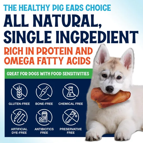 Vista 7 de Orejas de cerdo enteras para perros – Paquete de 15 masticables dentales de larga duración – Un ingrediente delicioso sabor natural golosinas
