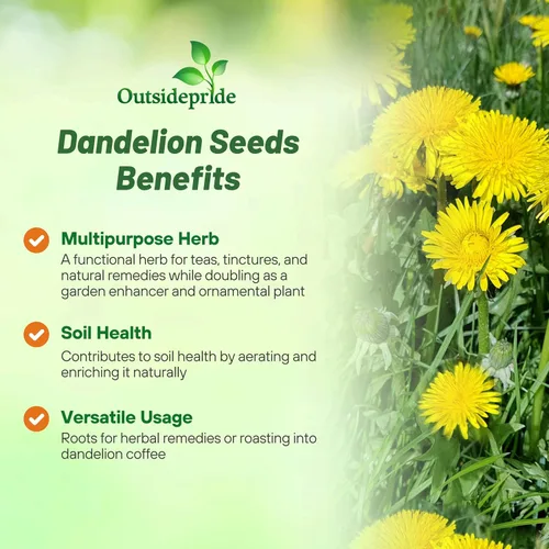 Vista 3 de Outsidepride Semillas de diente de león para plantar: 5,000 semillas perennes, fáciles de cultivar y tolerantes a la sequía, semillas de hierbas