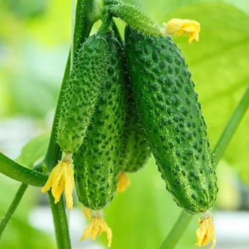 Vista 4 de Juego de 2 plantas de pepino vivo para plantar, plantas de pepino verde vivas para plantar, plantas vegetales, maceta de 4 pulgadas