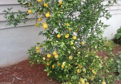 Vista 3 de Semilla de naranja resistente (Poncirus trifoliata) también conocida como naranja amarga china, zona resistente 5 (100 semillas)