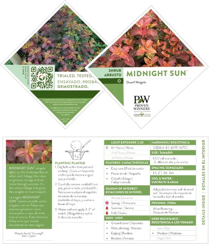 Vista 6 de Arbusto de 2 galones Proven Winners Midnight Sun Weigela