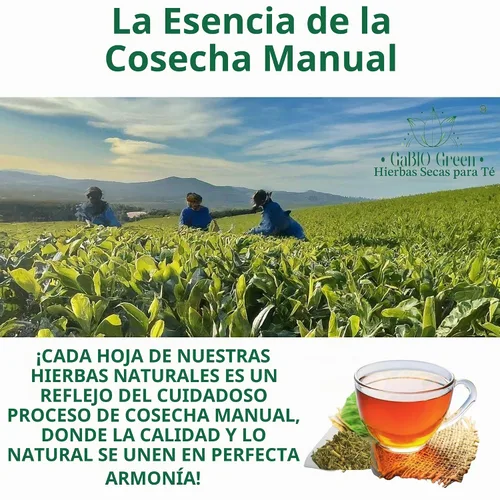 Vista 8 de RUE Hierbas Secas Ruda Seca, Ruda Graveolens, hojas y ramas de ruda Hojas Secas de Ruda (Ruta graveolens) Ingrediente Herbal Crudo (2 Onzas)