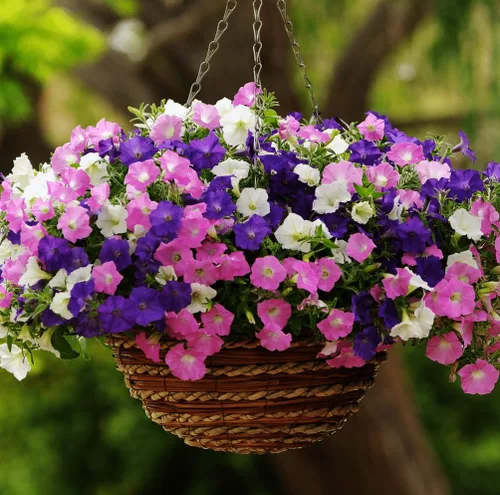 Vista 7 de Más de 300 semillas de petunia enana colgantes, color arcoíris mixto, bonsái, flores de grandiflora, semillas de reliquia, sin OMG, para interiores