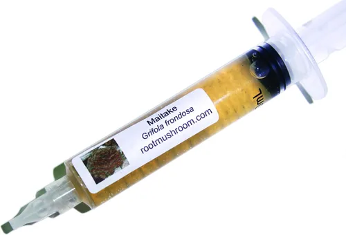 Vista 7 de Cultivo líquido de hongos/cabeza de oso (Hericium americanum)