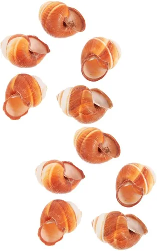 Vista 10 de Zerodeko Conchas de caracol para hornear Escargot, 5 unidades de conchas de cocina naturales gruesas