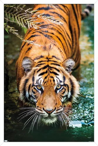 Vista 12 de Trends International Tiger - Póster de pared de agua, 14.725 x 22.375 pulgadas, versión enmarcada de madera de granero
