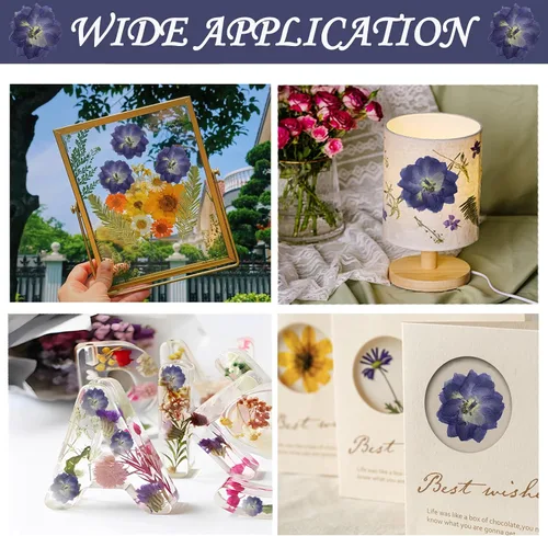 Vista 3 de Flores secas prensadas moradas grandes para adornos de manualidades de resina, 60 flores naturales prensadas para joyería de resina, caja