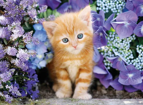 Vista 2 de Clementoni Ginger Cat - Rompecabezas de 500 piezas para adultos (caja cuadrada)
