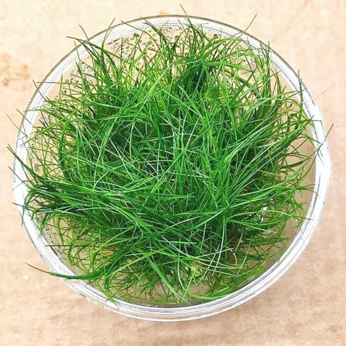 Vista 3 de Enano Hairgrass Eleocharis Sp 1 Mini Taza de Cultura de Tejido de Agua Dulce Acuario Vivo, Plantas Decoración BUY2GET1FREE