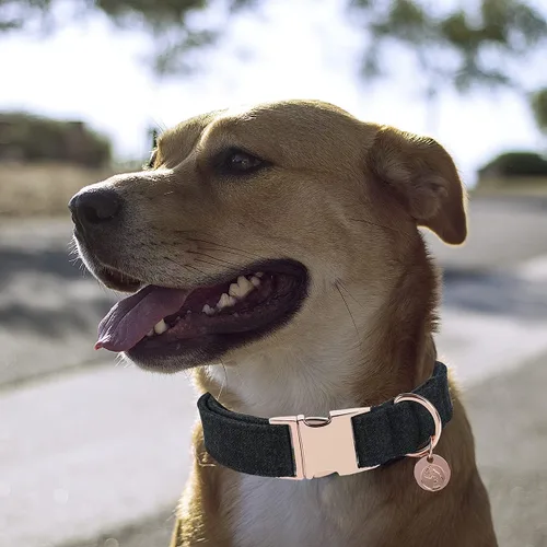 Vista 5 de DOGWONG Collar y correa de algodón para perro, collar para mascotas, suave, duradero, básico, para perros pequeños, medianos y grandes Negro