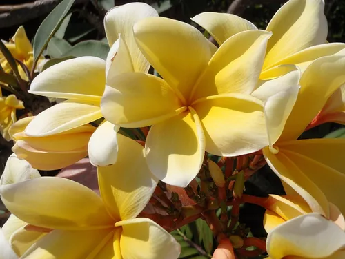 Vista 6 de Corte de planta de Plumeria amarilla hawaiana ~ Grow Hawaii