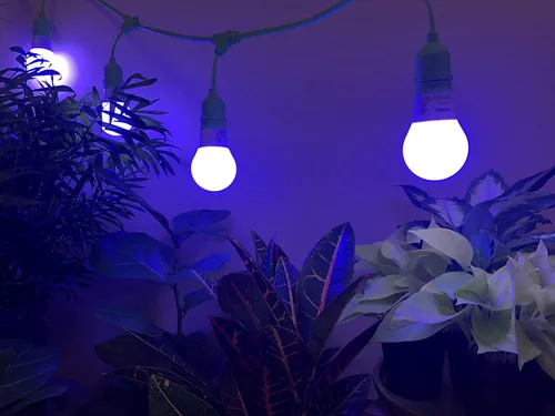 Vista 3 de Miracle LED Nanometer 450 - Kit de luces de cultivo para interiores, incluye 4 bombillas de repuesto Ultra Grow Blue Spectrum de 150 W y 1 accesorio