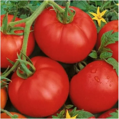 Vista 2 de Seed Needs, Ace 55 semillas de tomate – 80 semillas tradicionales para plantar Solanum lycopersicum – Variedad determinada sin OMG y sin tratar