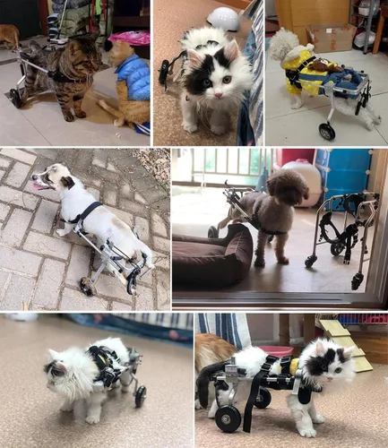 Vista 7 de Silla de ruedas para perros, carrito ajustable para mascotas/silla de ruedas para perros pequeños/gatos, carritos para perros, ayuda para caminar