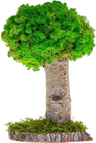 Vista 9 de Plantas reales sin riego, diseño artístico de musgo preservado y decoración, arreglo de plantas verdes naturales para interiores para el hogar