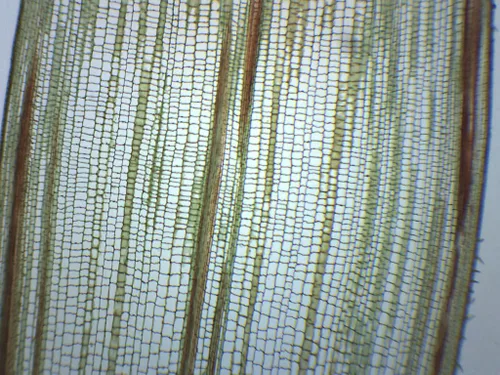 Vista 5 de Zea Mays Stem - Sección Cruzado y Longitudinal - Slide de Microscopio Preparado - 2.953 x 0.984 in - Biología y Microscopia - Eisco Labs