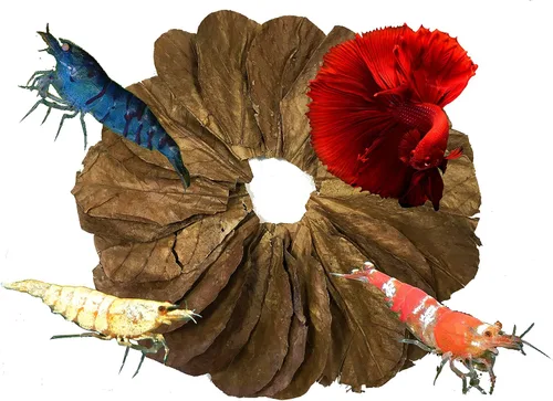 Vista 4 de Awesome Aquatic Hojas para Camarones y Betta Catappa/Almendra India, Dadap, Morera Hábitat Natural Productor de Taninos Mejora la Inmunidad Fácil
