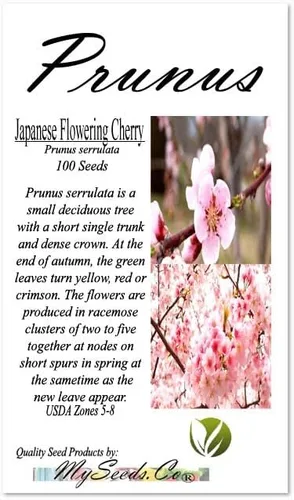 Vista 4 de Prunus serrulata (cereza japonesa floreciente), flores dobles rosas ricas, frutos negruzcos del tamaño de un guisante, elige la cantidad (1 unidad)