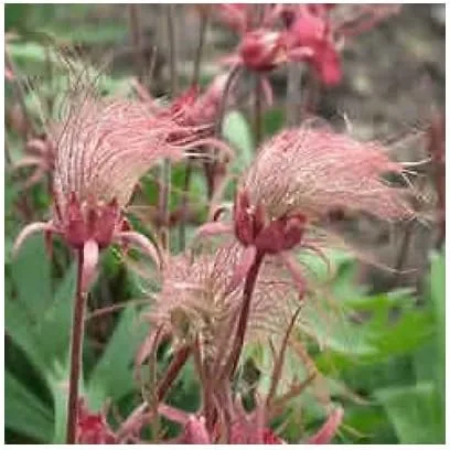 Vista 2 de humo de la pradera, Geum Triflorum, flor rosa inusual, 10 semillas