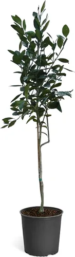 Vista 7 de Brighter Blooms - Árbol de naranja sanguina, 1-2 pies
