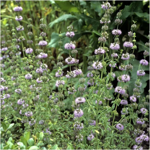 Vista 3 de Seed Needs, Pennyroyal - Semillas de menta – 1000 semillas tradicionales para plantar mentha pulegium – Hierba medicinal sin OMG y sin tratar