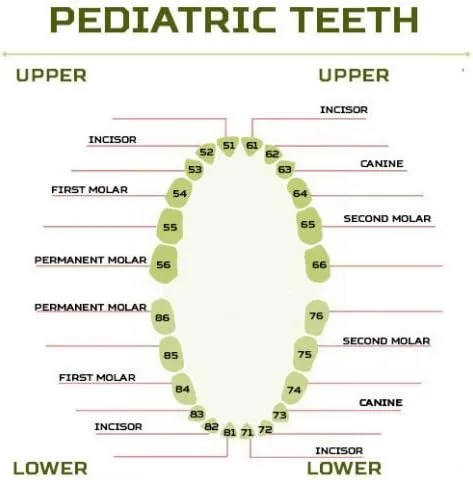 Vista 2 de Dental Typodont Ivorine superior e inferior reemplazo dientes pediátricos para el modelo 760