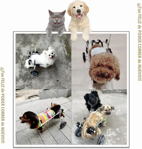 Vista 2 de Silla de ruedas para perro, silla de ruedas para mascotas de 2 ruedas, silla de ruedas ajustable para patas traseras discapacidad, parálisis